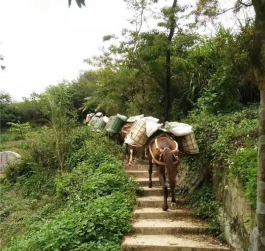 南平山区马帮运输