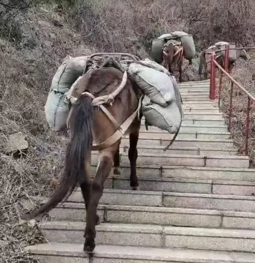 南平骡马运输