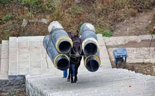 南平马帮运输