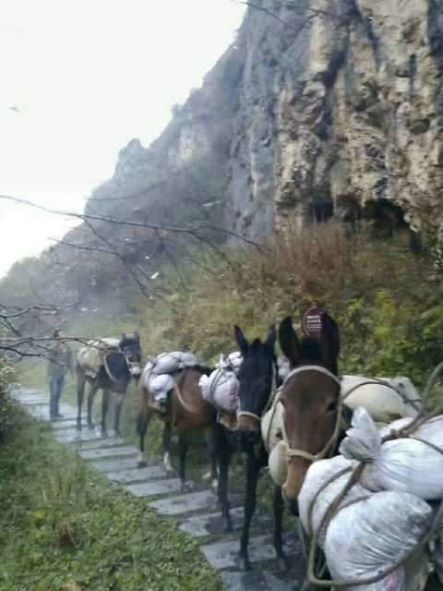 南平骡子运输队